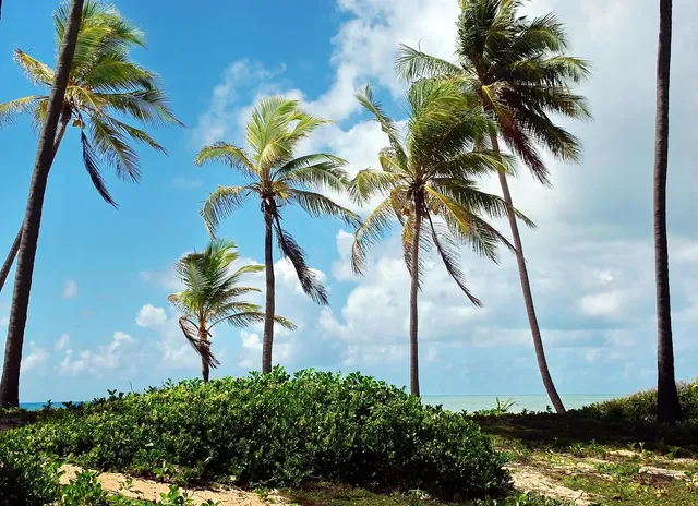 Coconut Grove